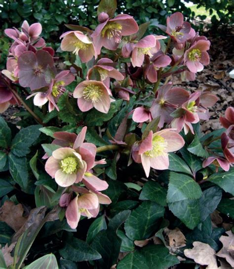 merlin rose|hellebore snow roses uk.